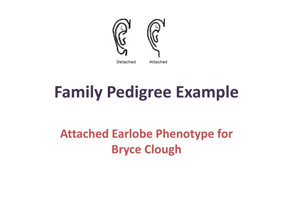 Examples Of Family Pedigree Charts