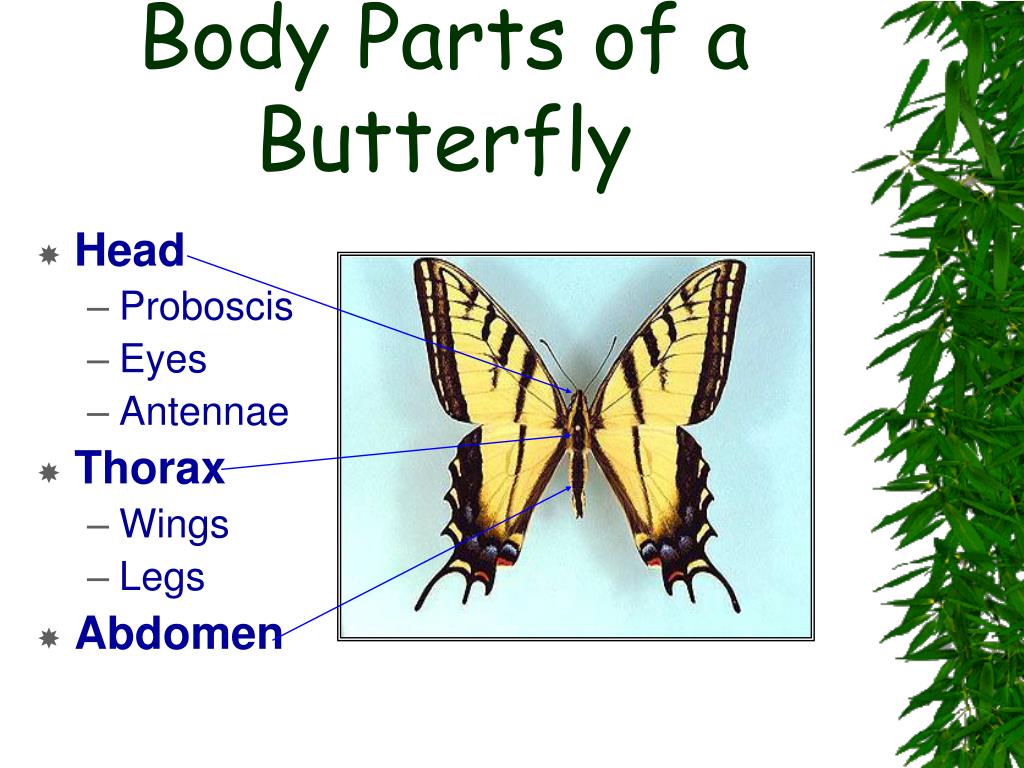 Butterfly Body Parts Clip Art