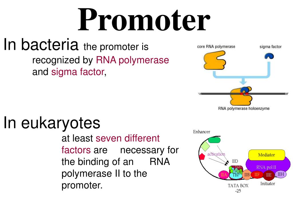 What Is A Promoter In Dna