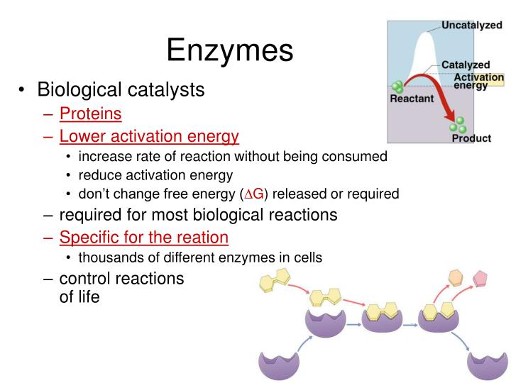 Enzymes As Catalysts Ppt at Anthony Hubbard blog