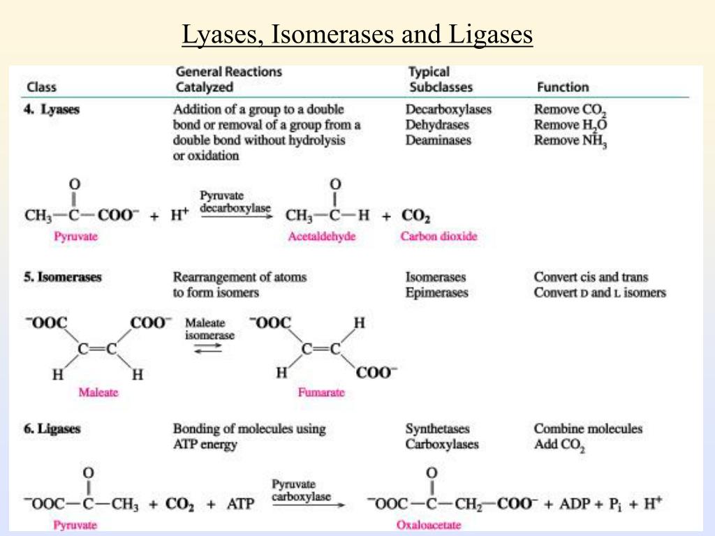 PPT Enzymes as Biological Catalysts PowerPoint