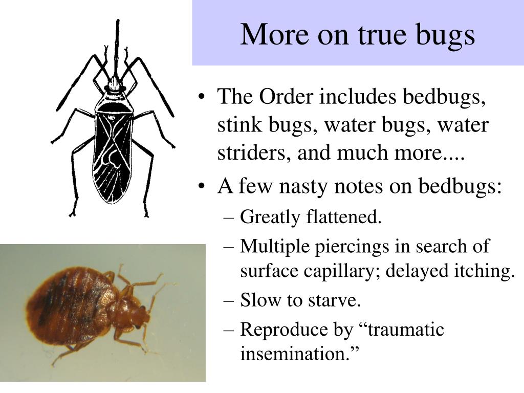 PPT - Some Common Insect “Orders” PowerPoint Presentation, free ...