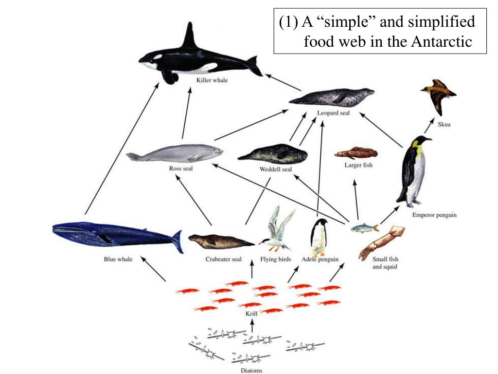 Схема жизнь в океане. Пищевая цепь обитателей моря. Цепь питания кита. Пищевая цепочка морских обитателей. Цепочка питания в океане.