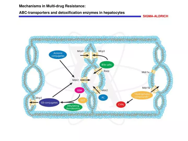 PPT Mechanisms in Multidrug Resistance ABCtransporters and