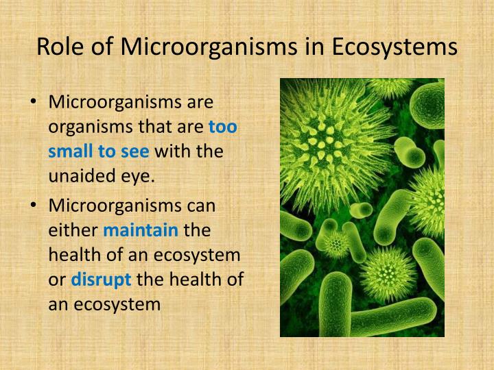 PPT - Symbiotic Relationships PowerPoint Presentation - ID:2684521