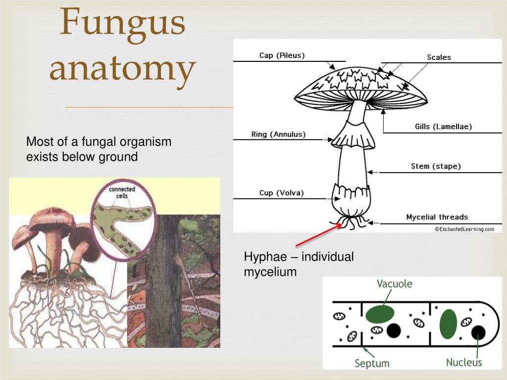 Fungus Labeled Diagram