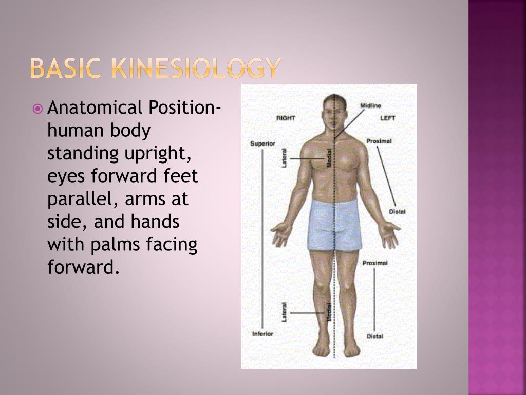 PPT Basic Kinesiology PowerPoint Presentation, free download ID2685192