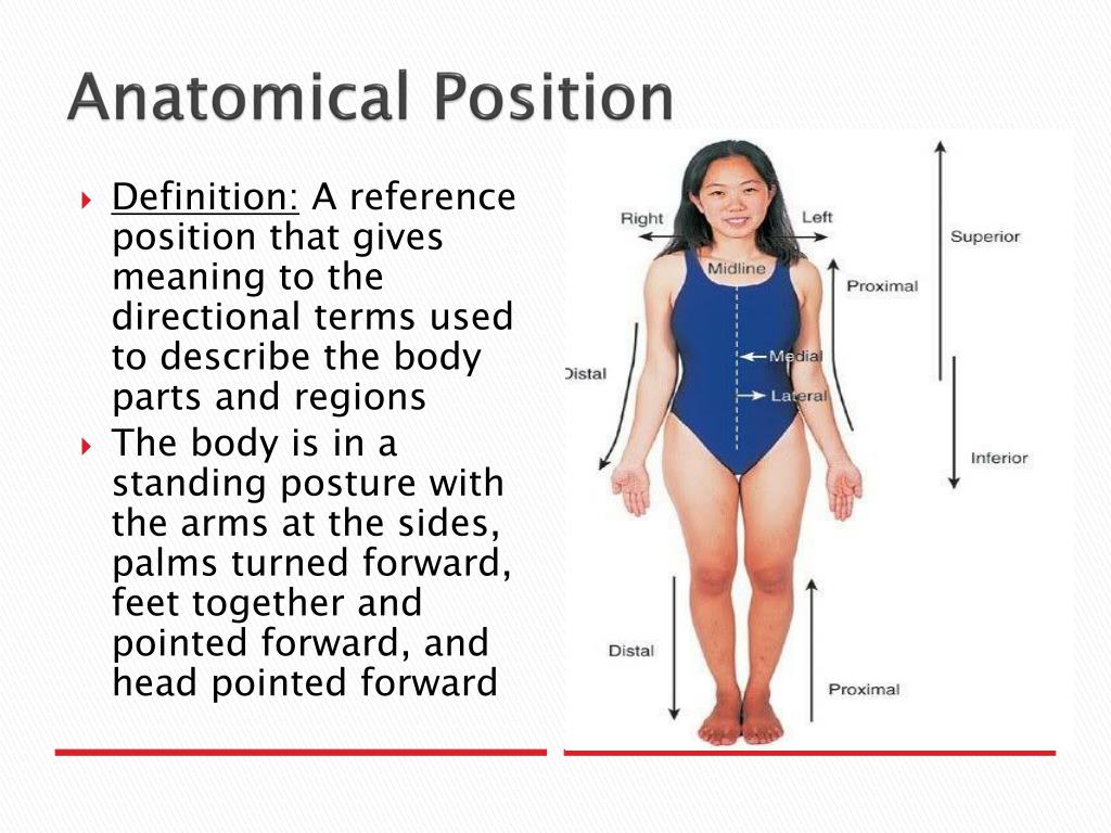 Anatomical position - tyredstrange