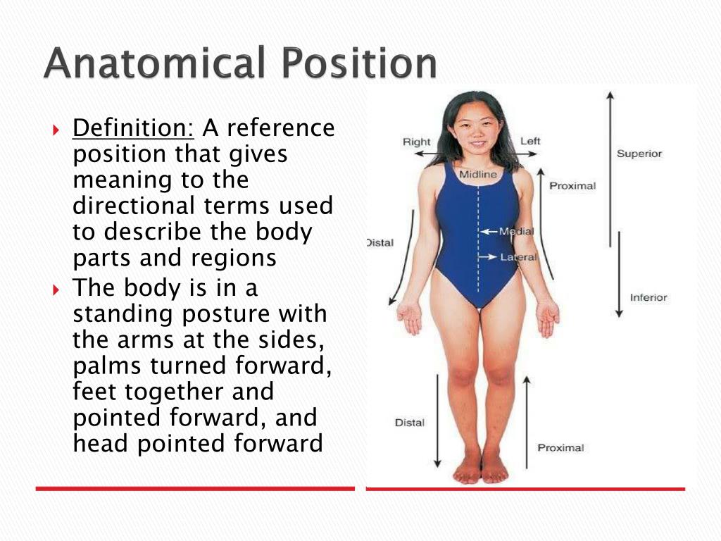 anatomical position