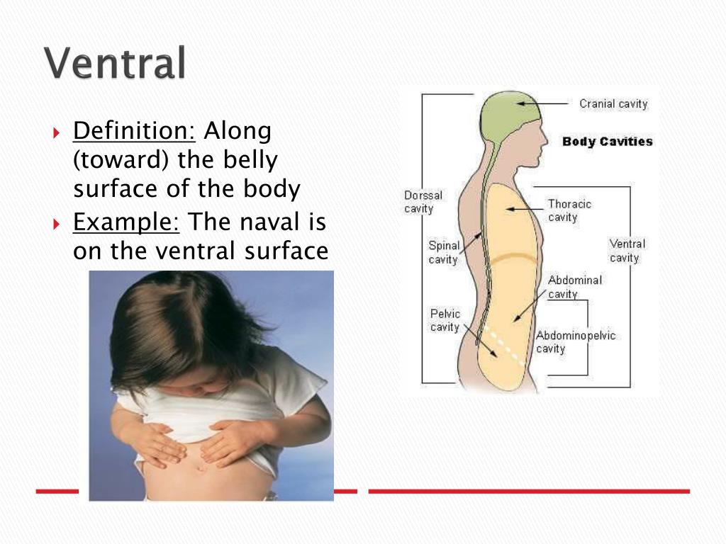 What Does Ventral Mean In Anatomy Anatomy Book