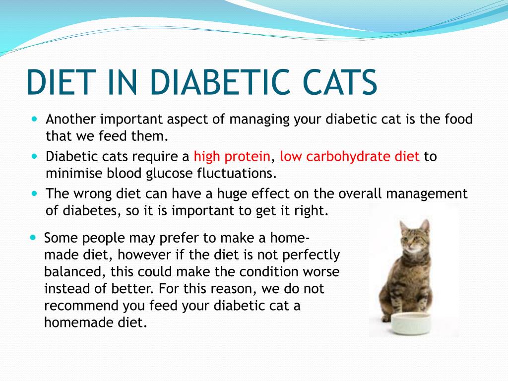 PPT - HOW TO MANAGE YOUR DIABETIC CAT