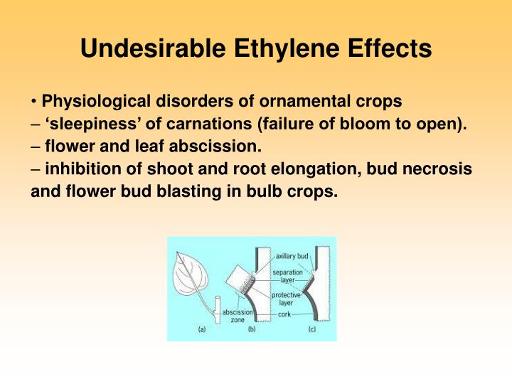 PPT Ethylene and fruit ripening PowerPoint Presentation ID2686663