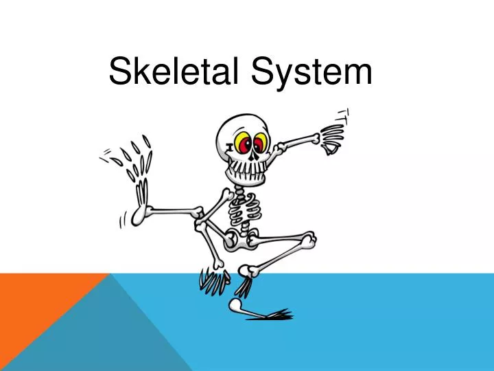 PPT - Skeletal System PowerPoint Presentation, free download - ID:2686931