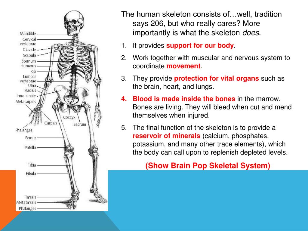 Ppt Skeletal System Powerpoint Presentation Free Download Id2686931