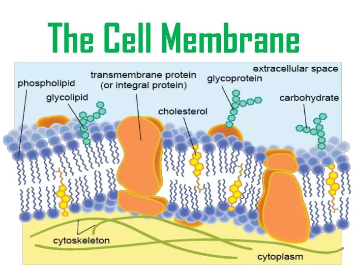 plasma membrane pro or eu plasma membrane pro or eu