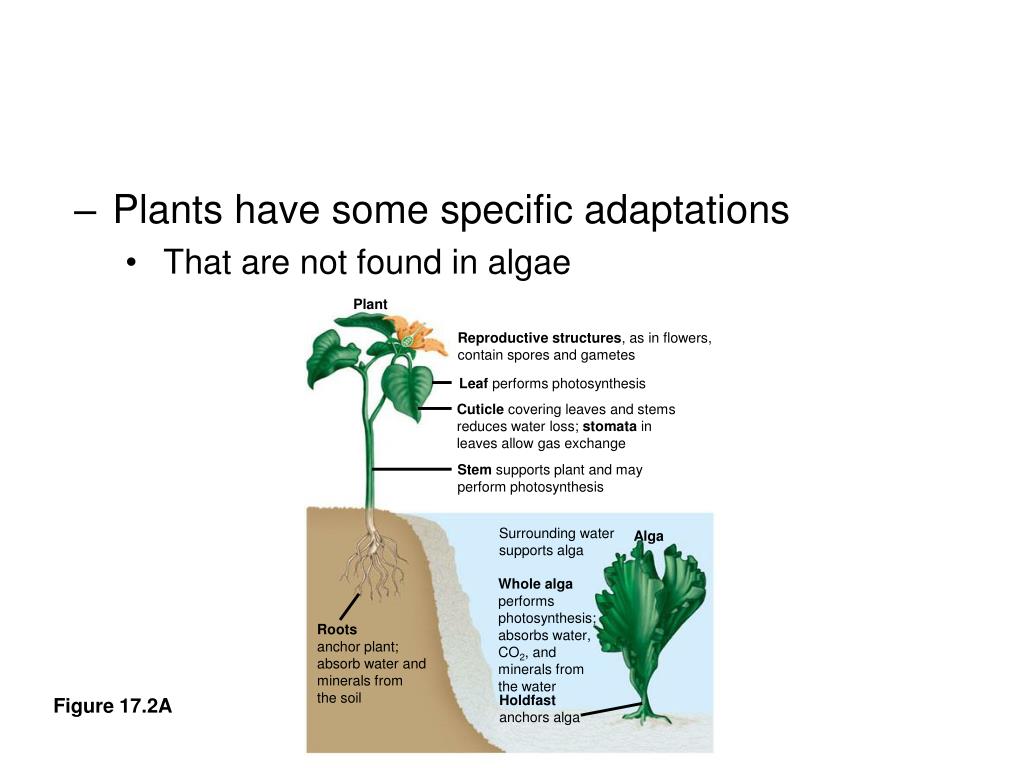 Ppt Ch 17 Plants Colonization Of Land Powerpoint Presentation Free