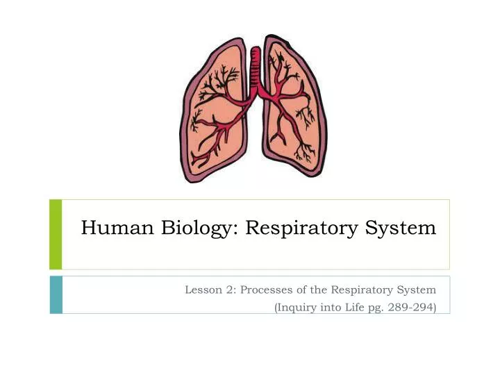 human biology respiratory system n.