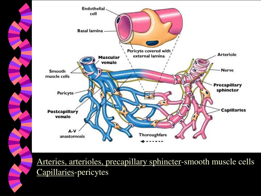 Ppt Arteries Arterioles Precapillary Sphincter Smooth Muscle Cells Capillaries Pericytes Powerpoint Presentation Id