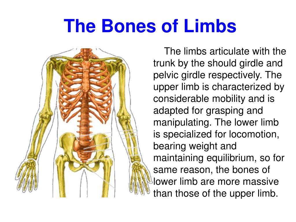 PPT - The Bones of Upper Limbs Medical College of Jiujiang University