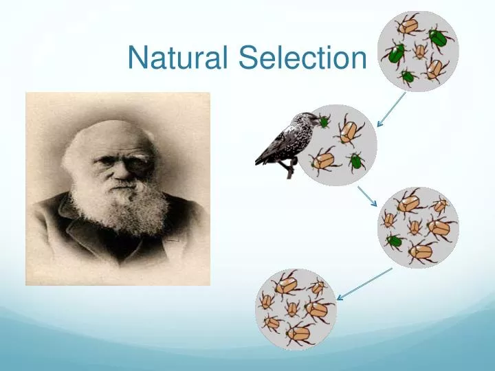 presentation of natural selection