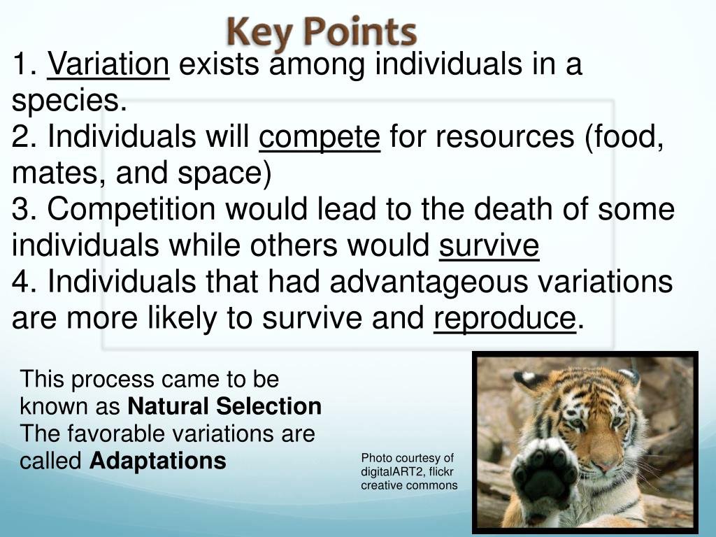 presentation on natural selection