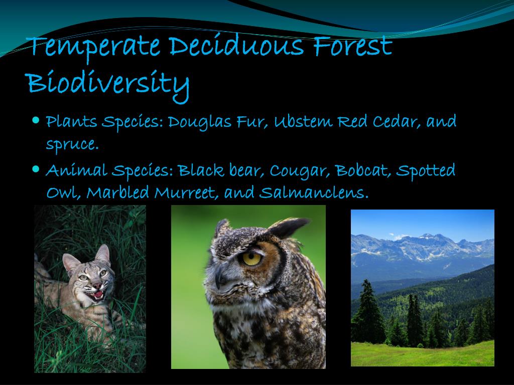 PPT - Temperate Deciduous Forest PowerPoint Presentation, free download -  ID:2693100