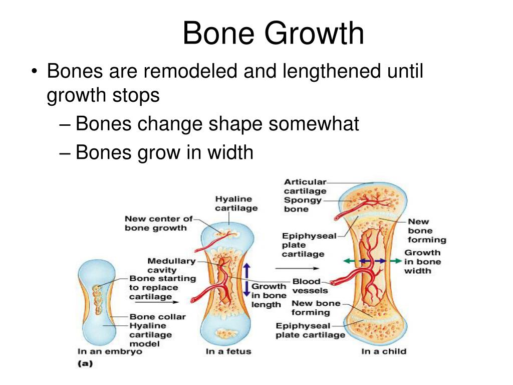 PPT The Skeletal System BIO 90 Chp 5 PowerPoint Presentation Free 