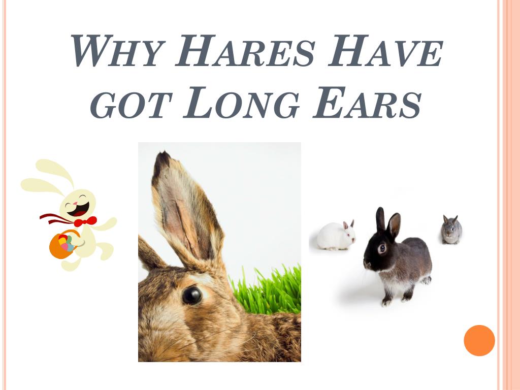 Rabbits have got long. Why Hares have got long Ears. Why Hares have got long Ears текст. Why Hares have got long Ears картинки.