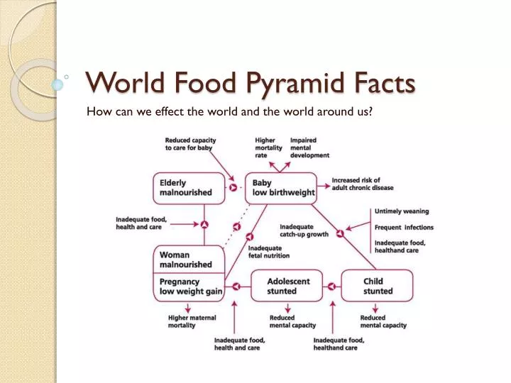 world food pyramid facts n.