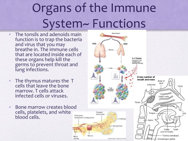 immune system function presentation