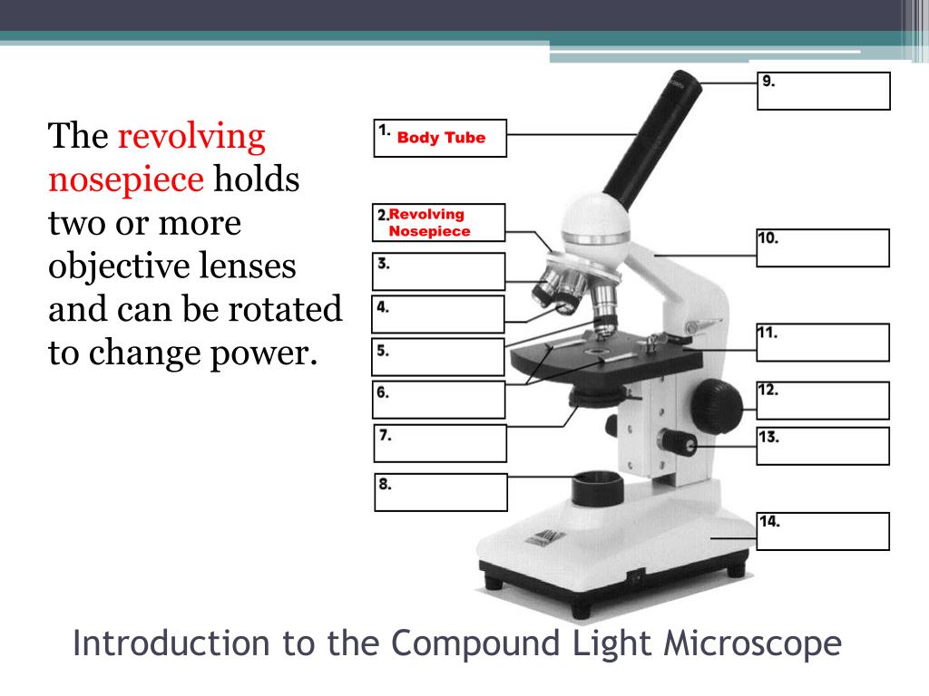Compound Light Microscope Arm Micropedia
