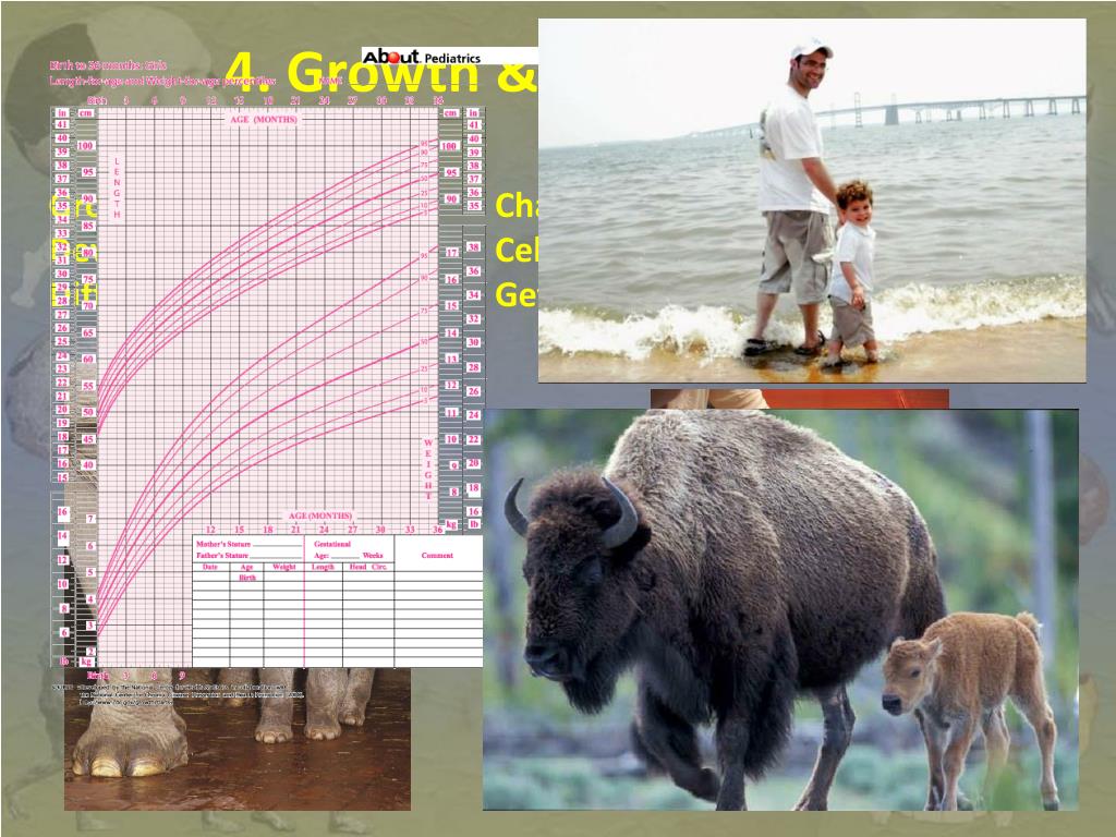 PPT - Chapter 1 Biology: The Study of Life PowerPoint Presentation ...