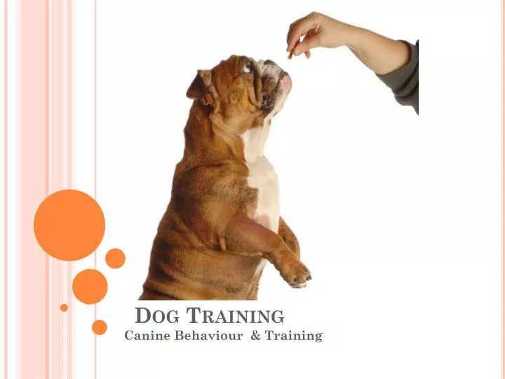 dog training powerpoint presentation