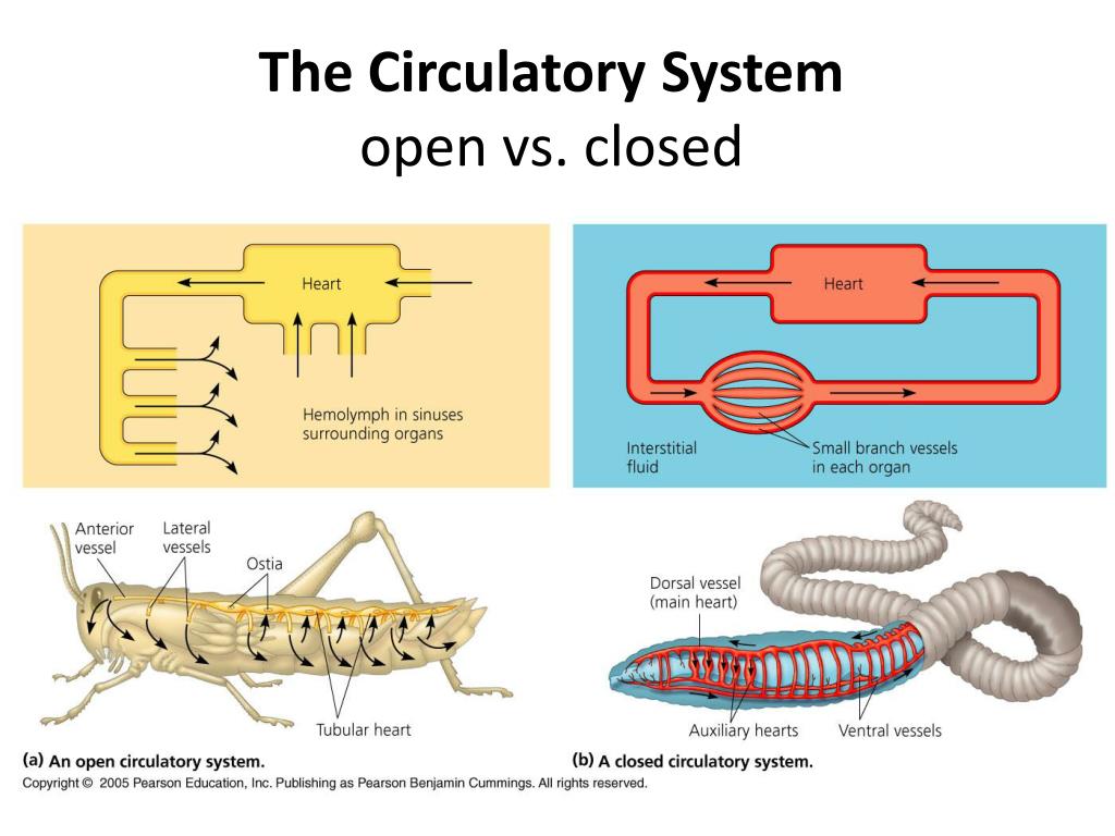 PPT - The Circulatory System open vs. closed PowerPoint Presentation
