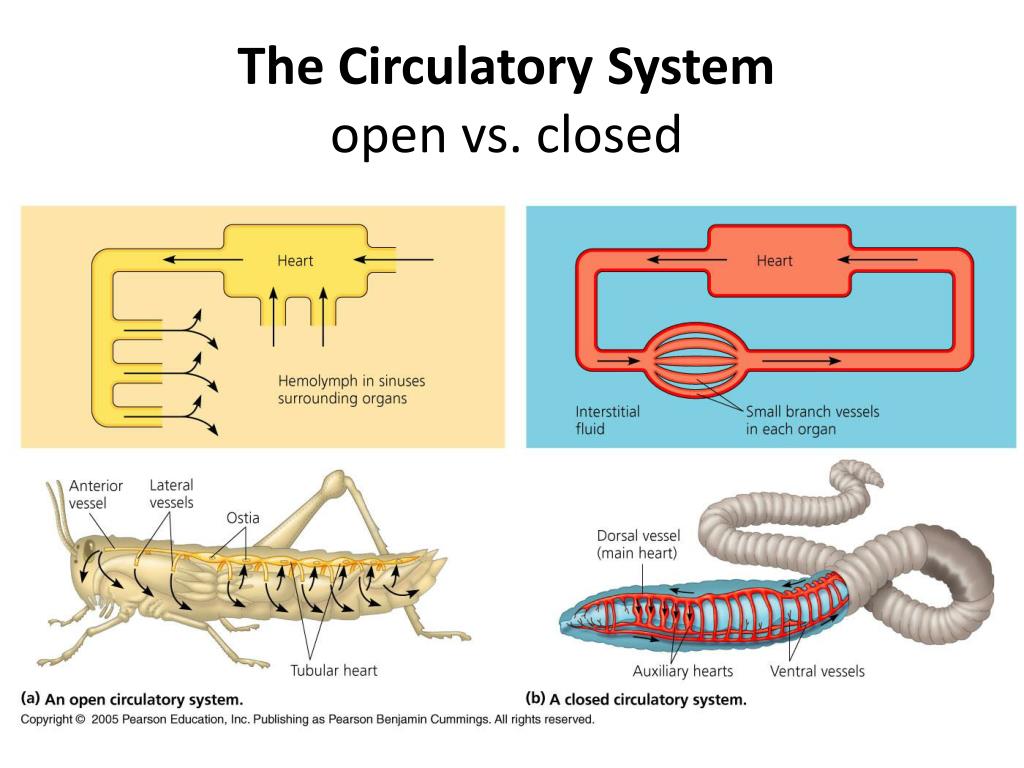 ppt-the-circulatory-system-open-vs-closed-powerpoint-presentation