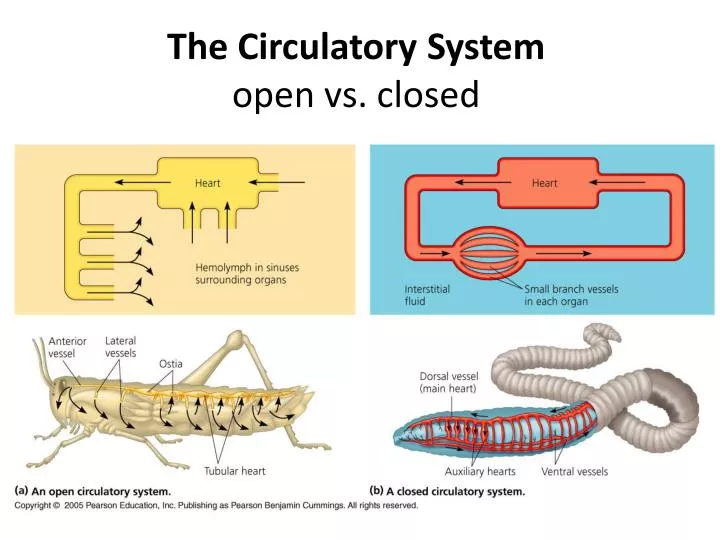 PPT The Circulatory System Open Vs Closed PowerPoint Presentation 