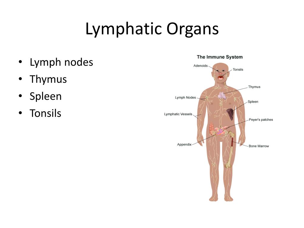 Ppt Lymphatic System Powerpoint Presentation Free Download Id2701895