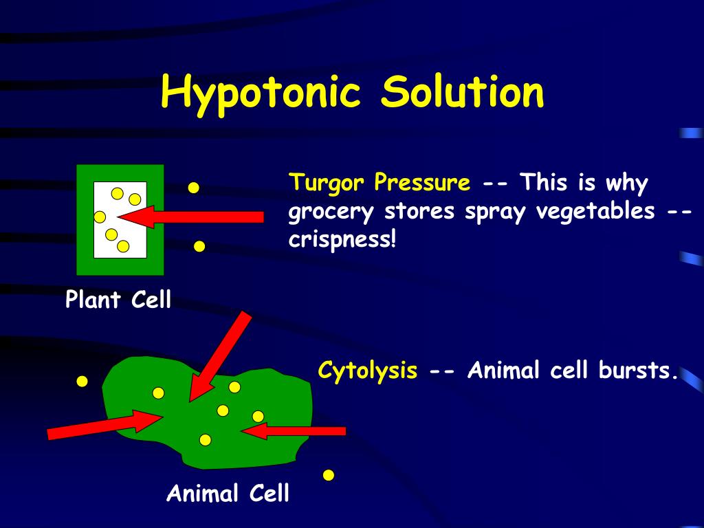What Happens To A Cell Placed In A Hypertonic Solution