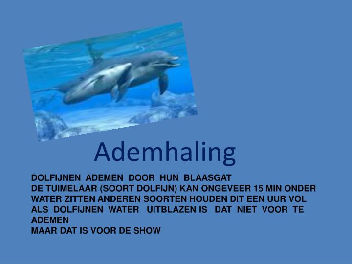 PPT - dolfijnen PowerPoint Presentation - ID:2703520