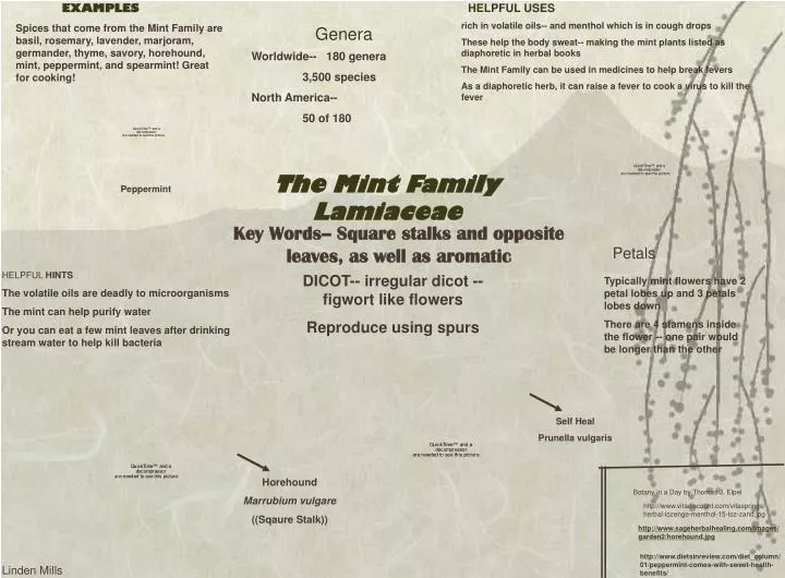 PPT The Mint Family Lamiaceae PowerPoint Presentation, free download