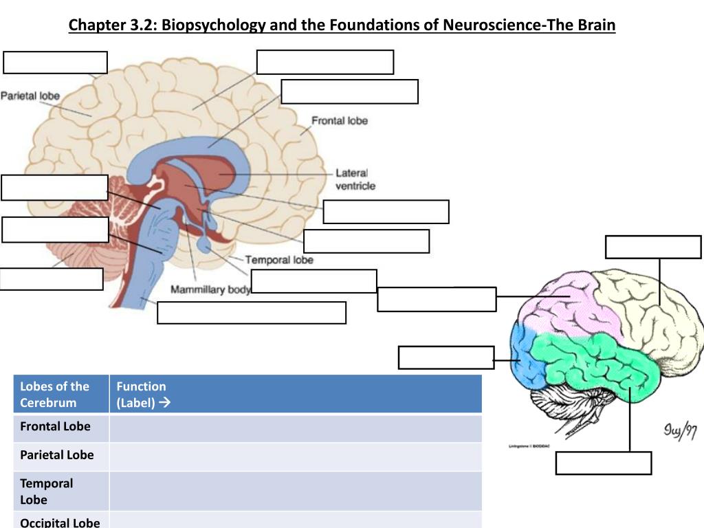 PPT - Chapter 3.2: Biopsychology and the Foundations of Neuroscience-The  Brain PowerPoint Presentation - ID:2705288