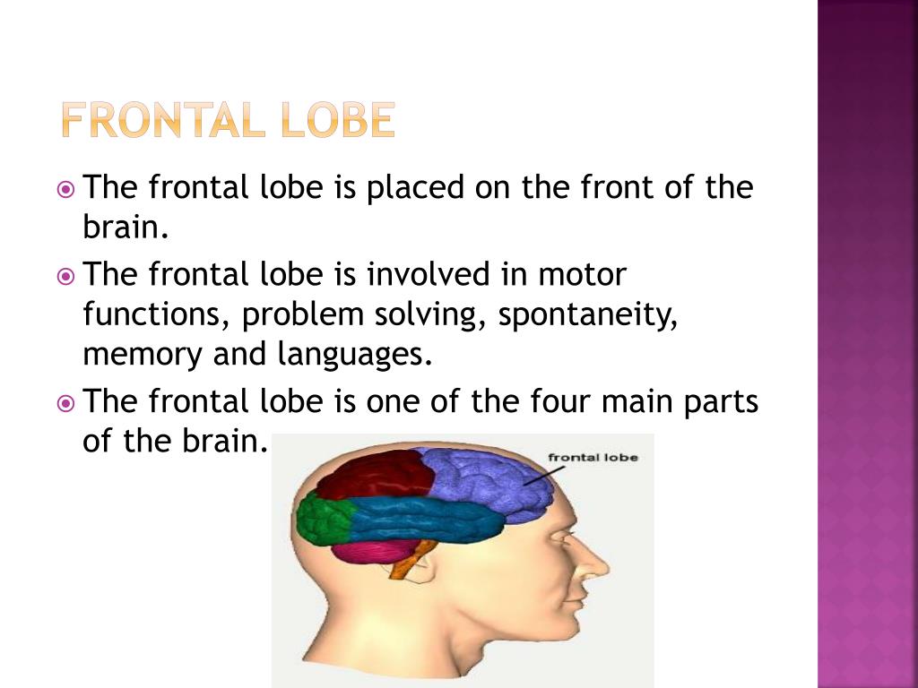 Frontal lobe PowerPoint Presentation, free download Biology Diagrams