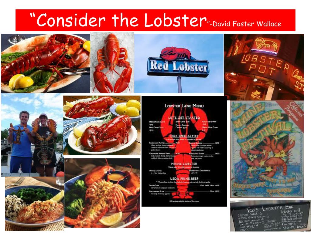 thesis of consider the lobster