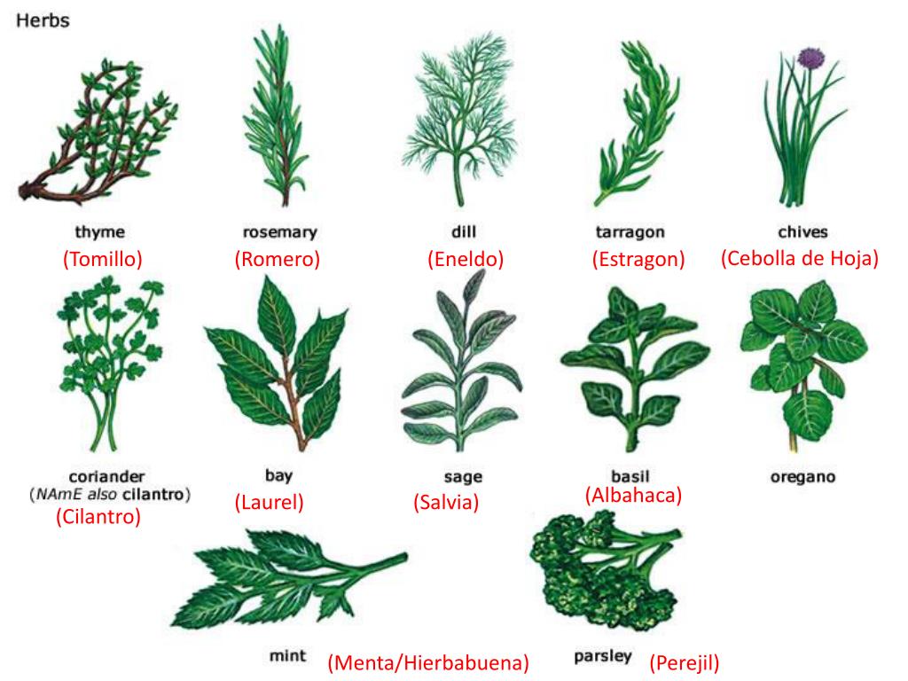 С английского на русский plant. Травянистые растения. Травы и их названия. Травянистые растения для дошкольников. Нпзвпния травв.