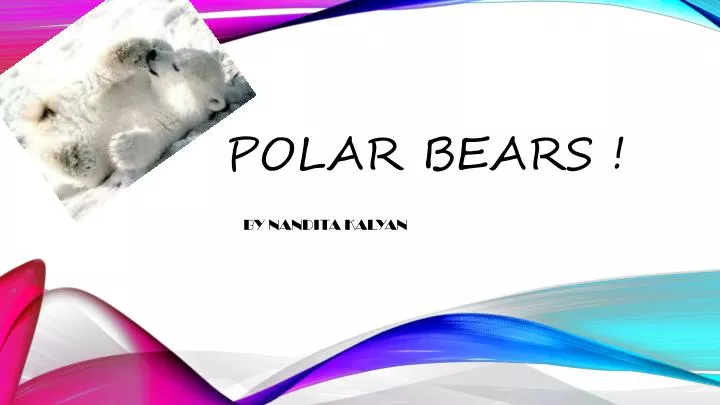 polar bears n.