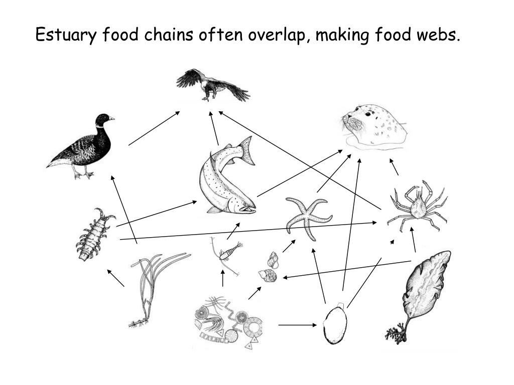 estuary food web