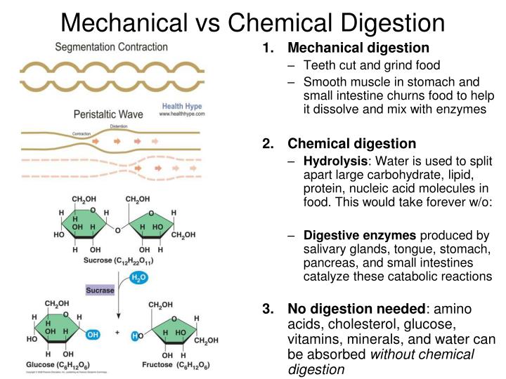 What Is The Difference Between Mechanical And Chemical Digestion