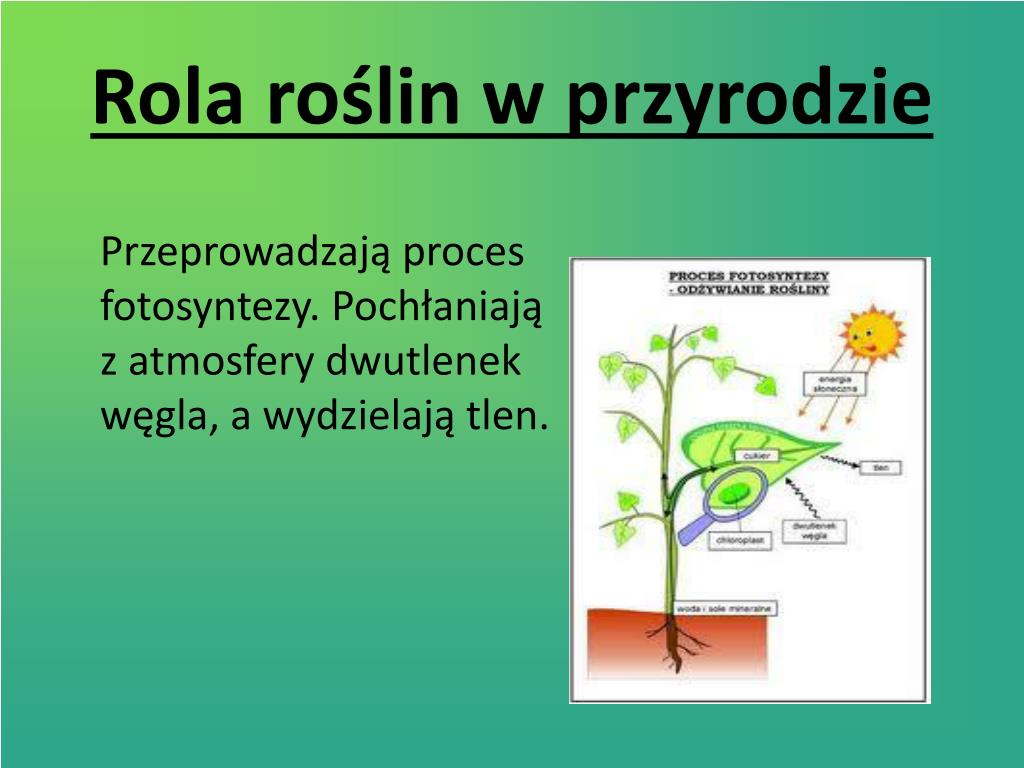 Rola Roślin W życiu Człowieka PPT - Jaką rolę pełnią drzewa? PowerPoint Presentation, free download