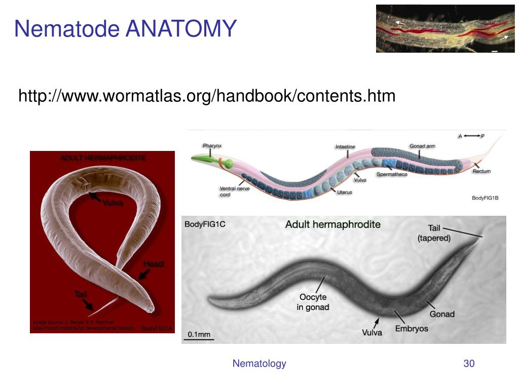 Nematode Diagram