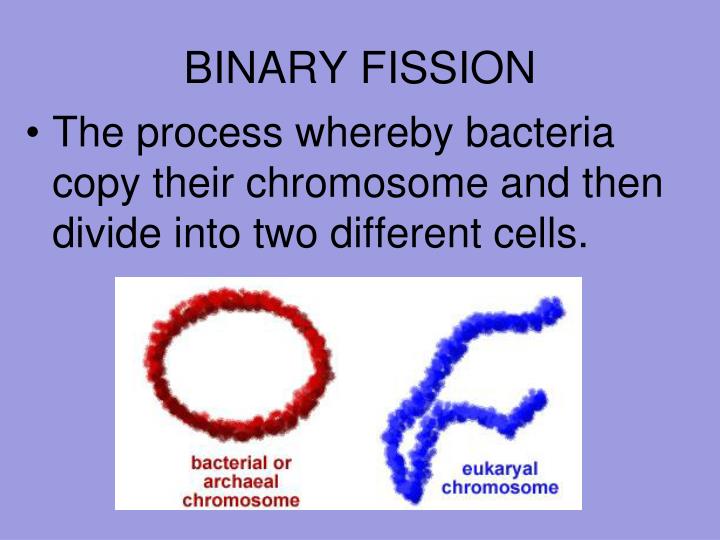 15. binary fission definition 15. binary fission definition